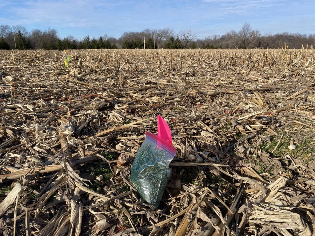 Seeds on an open field